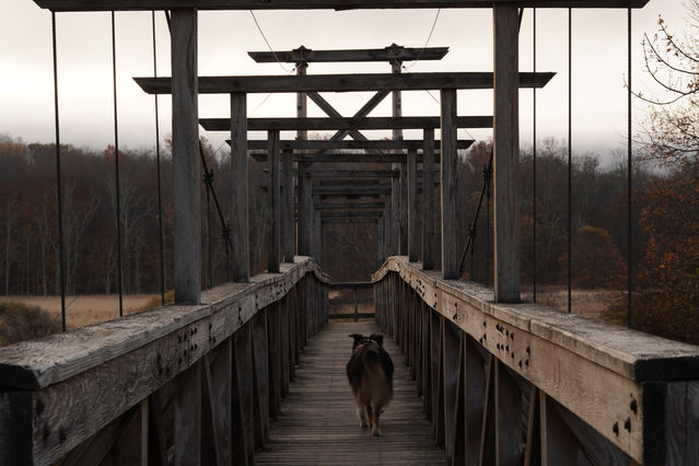 Australian Shepherd walking on bridge in autumn