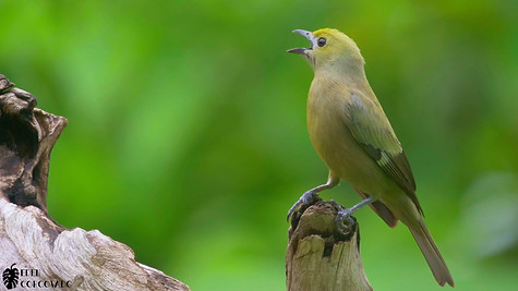 Palm Tanager @ Eden Corcovado, Costa Rica