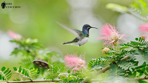 White-necked Jacobin @ Eden Corcovado, Costa Rica
