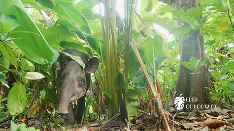 Baird's Tapir @ Eden Corcovado, Costa Rica