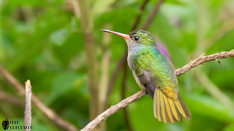 Blue-throated Goldentail @ Eden Corcovado, Costa Rica