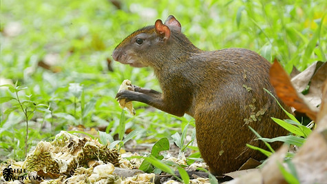 Central American Agouti  @ Eden Corcovado, Costa Rica