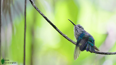 Crowned Woodnymph, female @ Eden Corcovado, Costa Rica