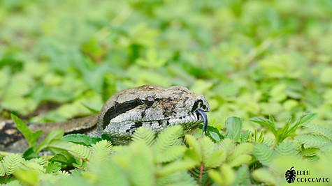 Boa Constrictor @ Eden Corcovado, Costa Rica