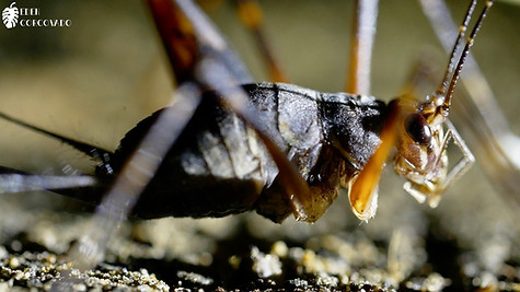 Cricket  @ Eden Corcovado, Costa Rica