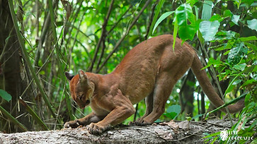 Puma 2.JPG