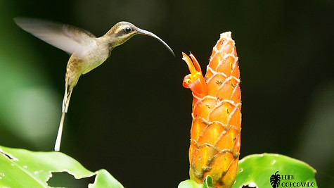 Long-billed hermit @ Eden Corcovado, Costa Rica