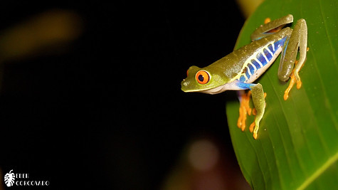 Red-eyed Tree Frog @ Eden Corcovado, Costa Rica