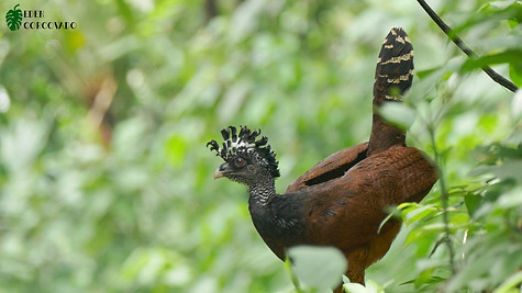 Great Currassow, female @ Eden Corcovado, Costa Rica