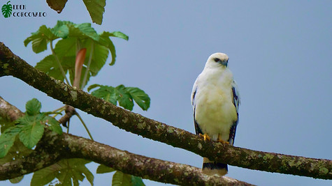 White Hawk @ Eden Corcovado, Costa Rica