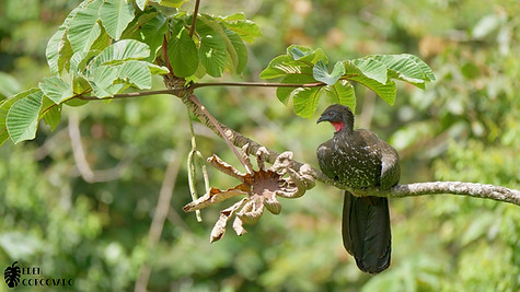 Crested Guan @ Eden Corcovado, Costa Rica