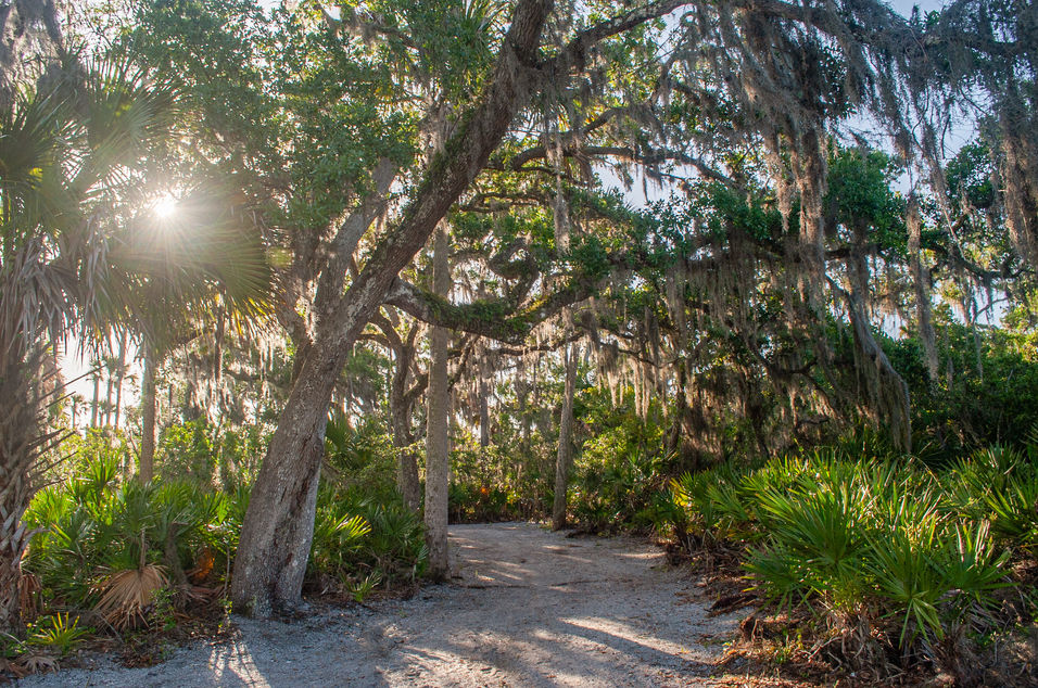 Morning sunlight filtering through trees Florida nature trail