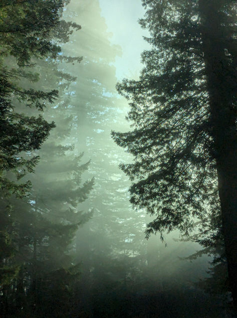 morning light filtering through a forest