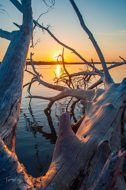 Dead tree in calm water at sunset