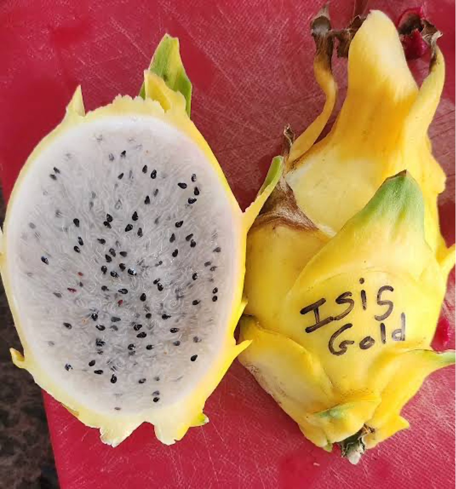 Pitaya Isis Gold