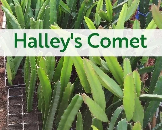 Esquejes Pitaya Halley’s Comet