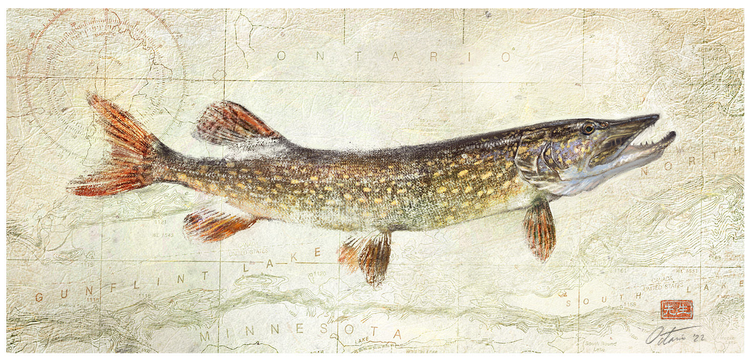 Northern Pike