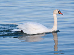 The Graceful Organisation