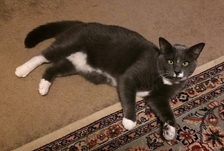 Cous Cous came from Animals for Adoption in Accord, NY. She caused crazy cat fights in our house and had to be seperated from the 'Mean Girl'.