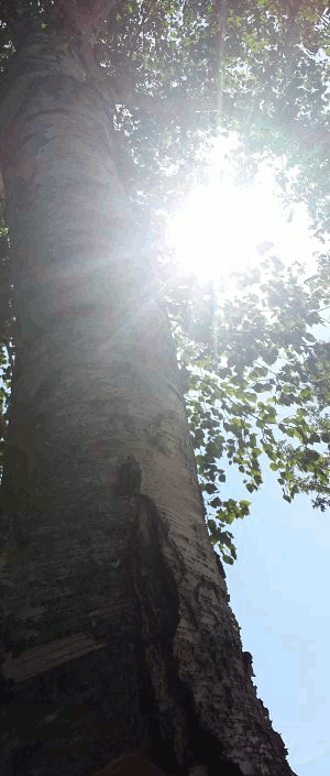 Living in the Light LLC