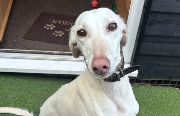 Bear now has a happy new life (RSPCA)