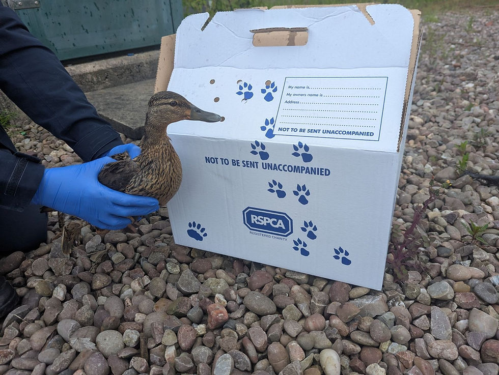 Lucky duck! Rescuers save trapped bird from pipe after dramatic search mission
