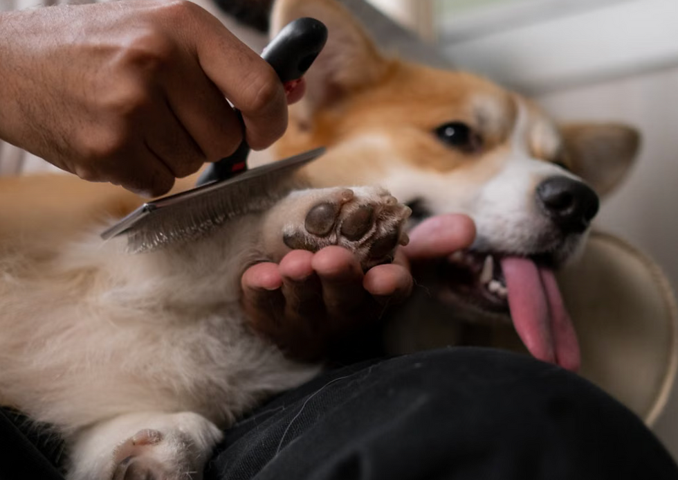 Dog owners cut back on themselves to protect pets from cost-of-living crisis
