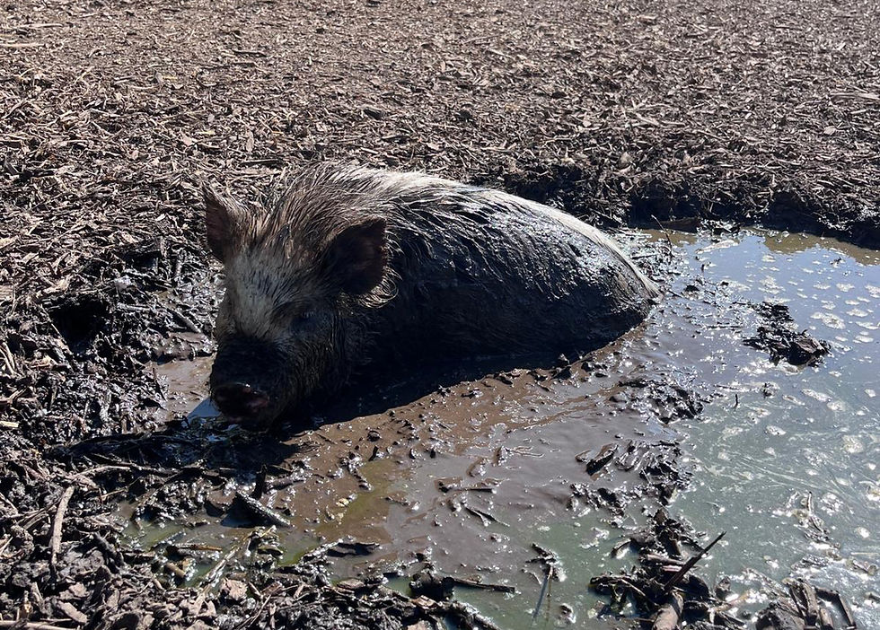 Mud glorious mud! Miniature pigs Slinky, Buzz and Harvest enjoy a mud bath as the weather warms up