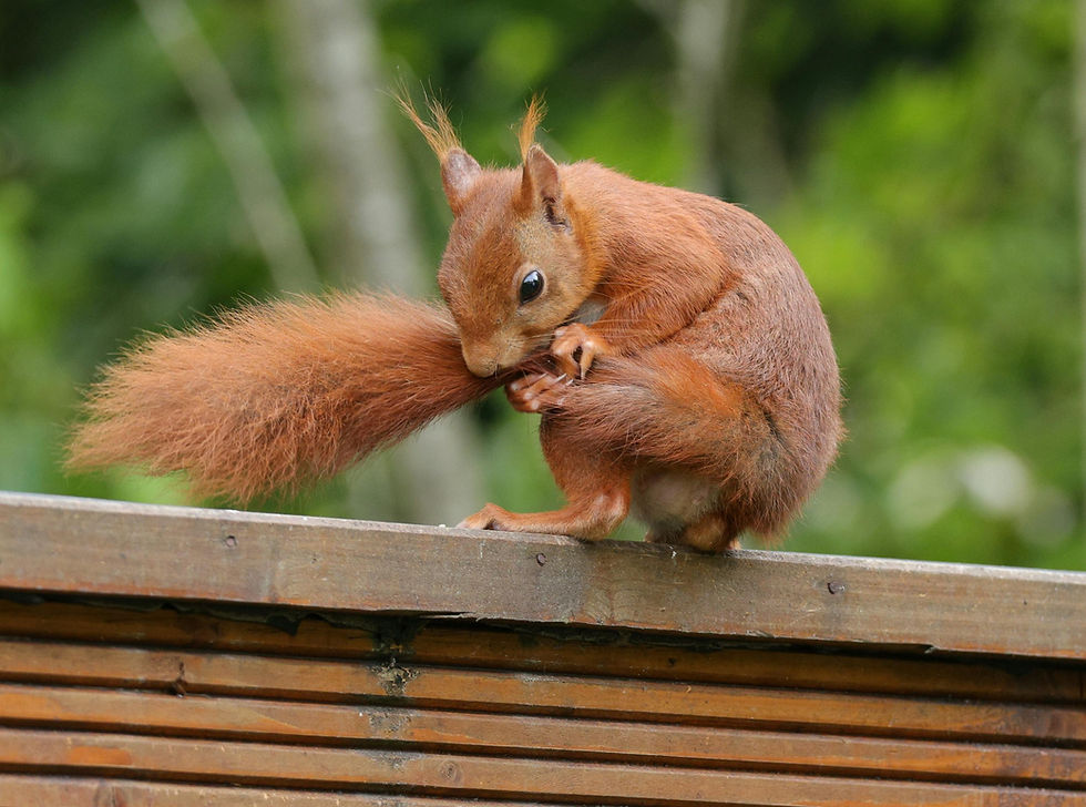 England’s red squirrels ‘could vanish within 25 years’ as campaigners warn ministers have “no plan” to stop extinction