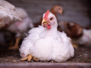 Frankenchicken’ suffering is UK's biggest animal welfare crisis, warns RSPCA