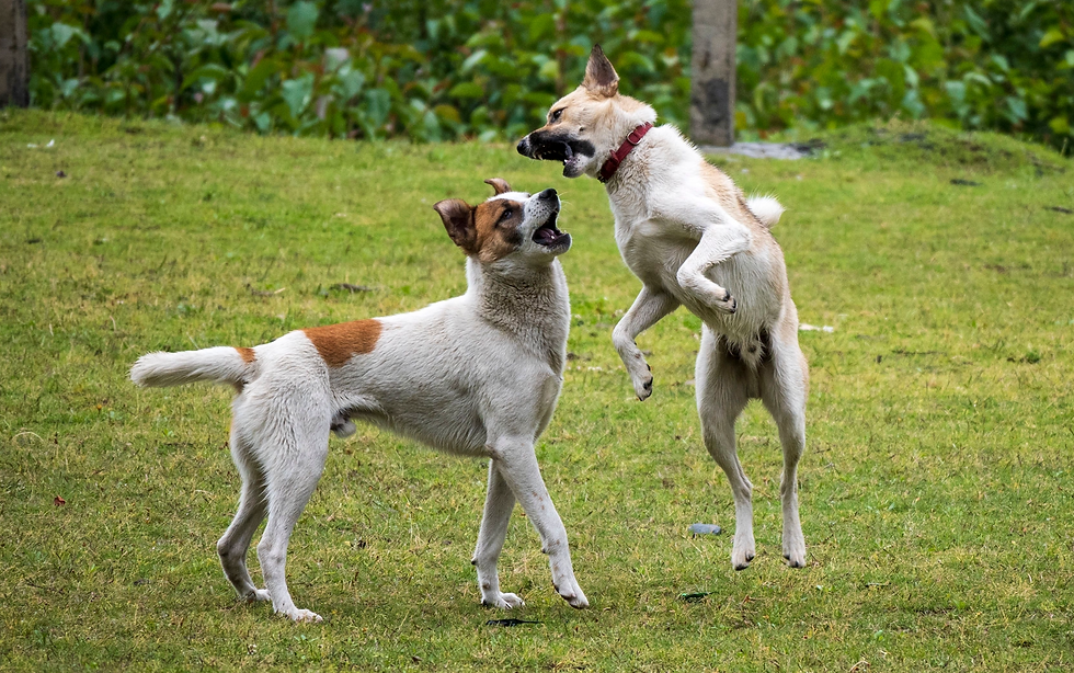 Your dog isn’t naughty, they’re overwhelmed: Veteran trainer urges owners to read the signs