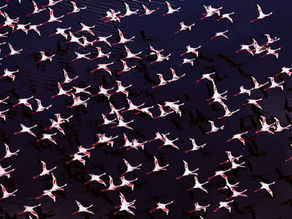 Flaming-going, going, gone! Photographer tracks flamingo flightpaths in incredible aerial images soaring over surreal rainbow landscapes
