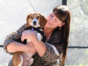 'Too gentle' to hunt: Neglected beagle finally finds happiness after two years in pen