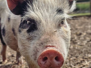 Dougie the piglet takes his first steps towards stardom as he learns to walk on a lead