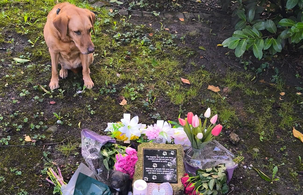 Vet nurse remembers 60 dogs killed in Manchester Dogs’ Home fire as she calls for higher first aid standards for pet professionals