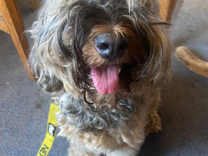 From wookie to well-groomed! Lockdown dog finally gets a proper trim after six months without a haircut