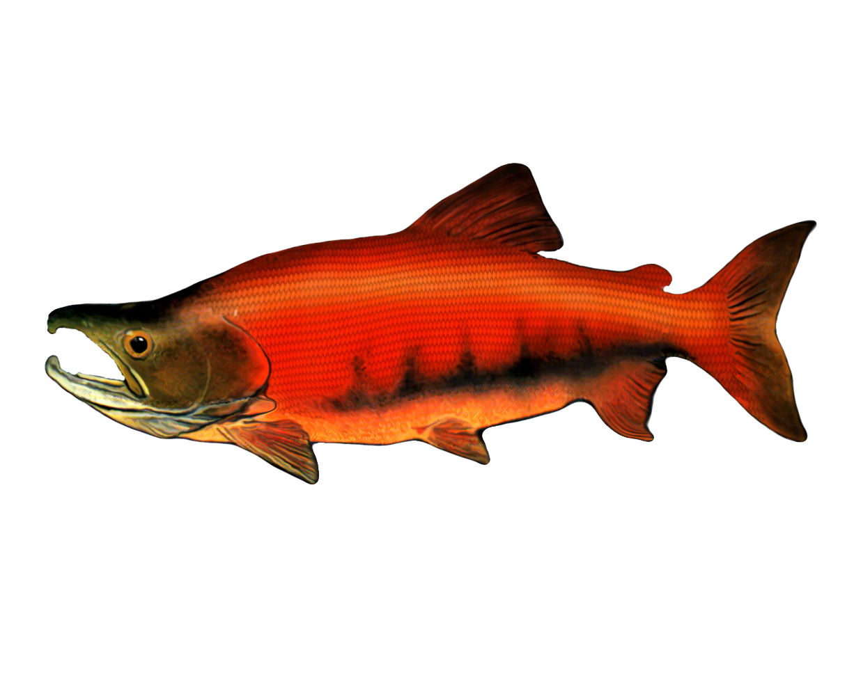 Salmon%20X2D_edited.png