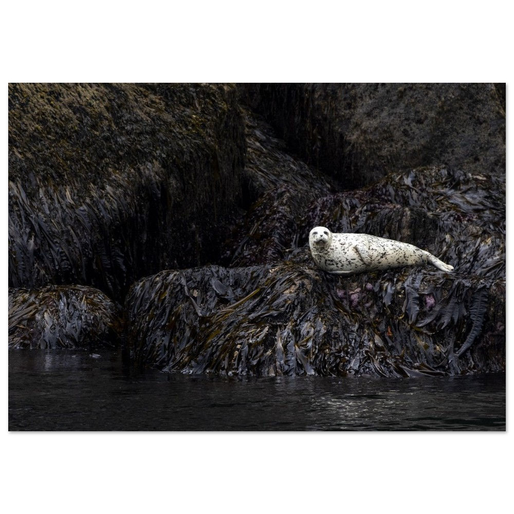 Just Hanging Aluminum Print