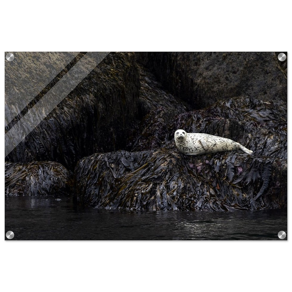 Thumbnail: Just Hanging Acrylic Print