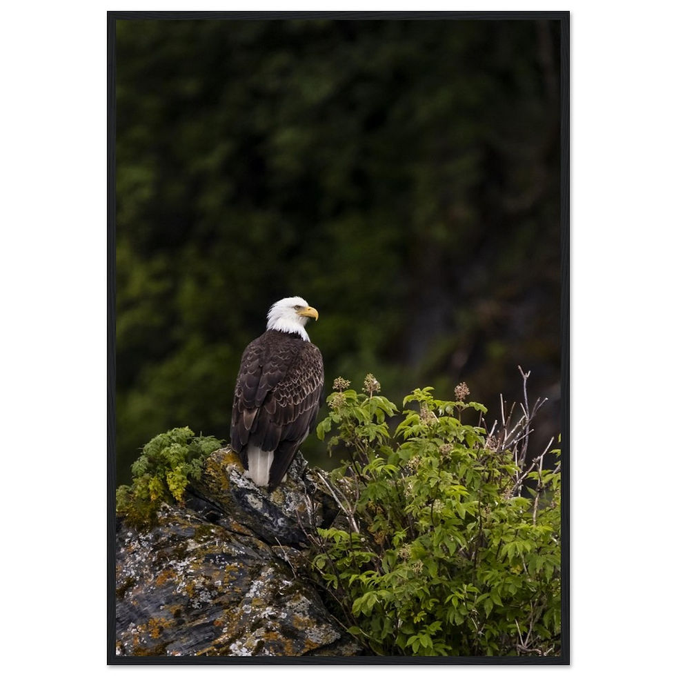 Thumbnail: Eagle Eye Museum Wooden Framed Poster