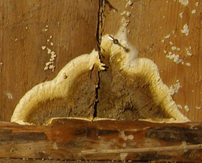 brauner_kellerschwamm_2.gif