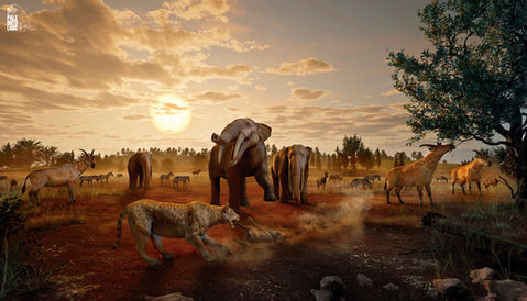Illustrations for the Valencia Museum of Natural History Collections