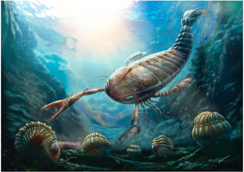 Jaekelopterus. and Phacops