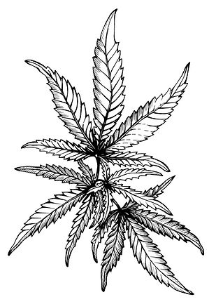 iStock-1033869138 leaf.jpg