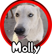 molly.png