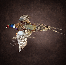 Nebraska Ring Neck Pheasant taxidermy done by True Legends Taxidermy Ogallala, Nebraska 