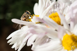 F&DI Photographers | macrofotografia