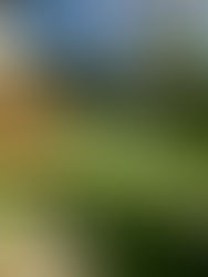 The Ultimate Guide to Artificial Turf