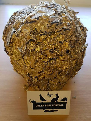 wasp nest removal coventry and warwickshire