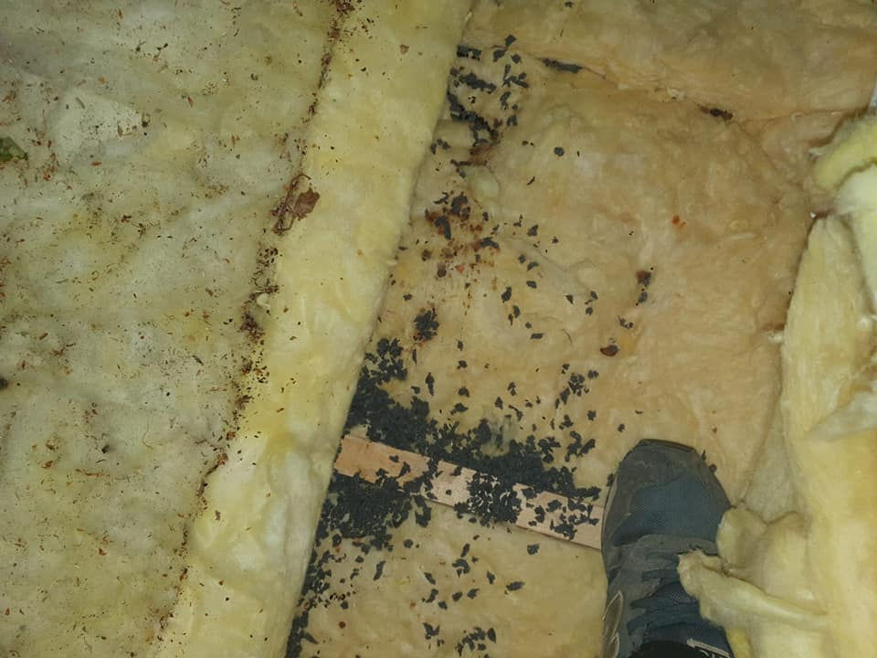 Rat Droppings in Loft